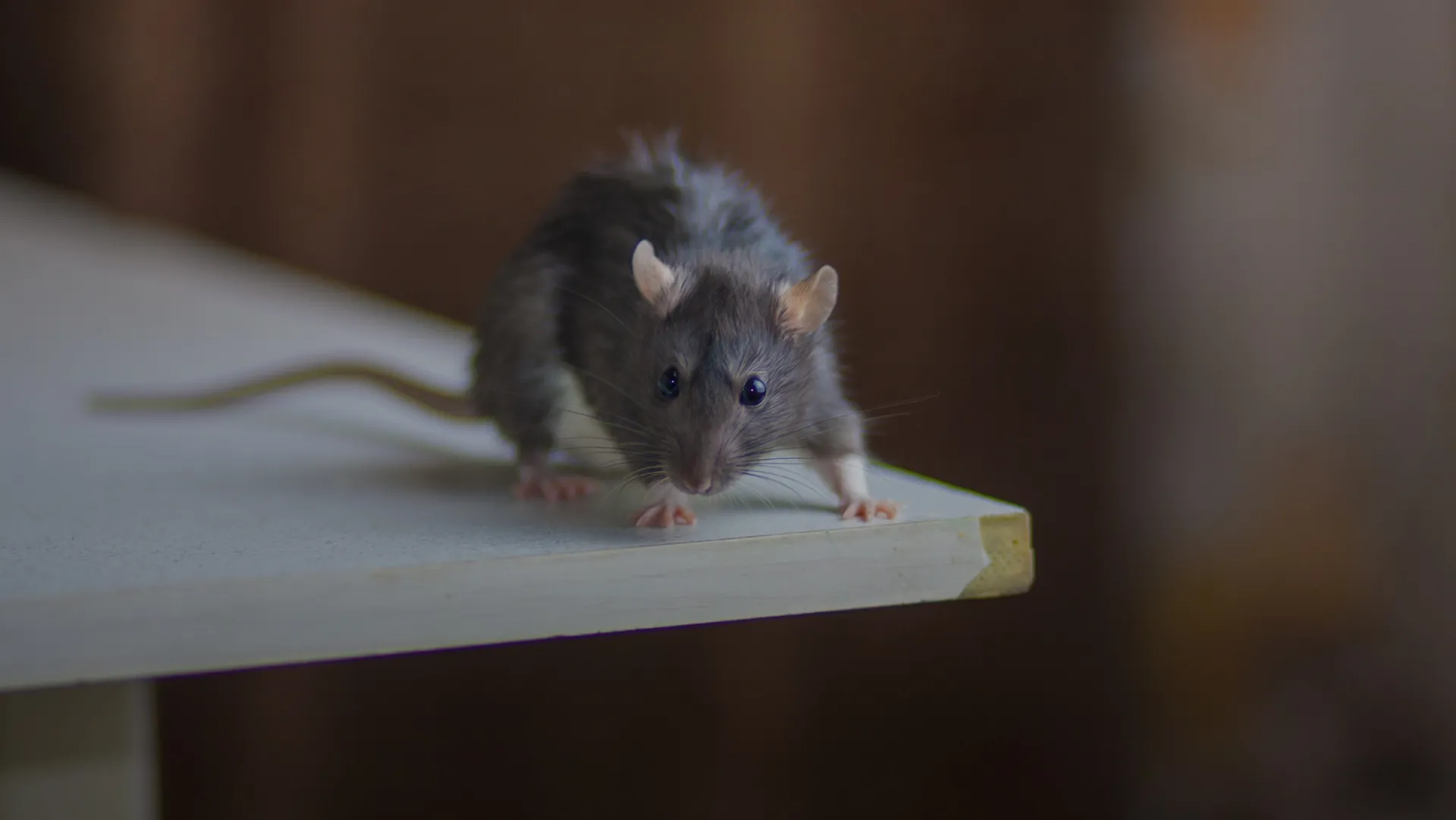 EcoPest pest management technician at work