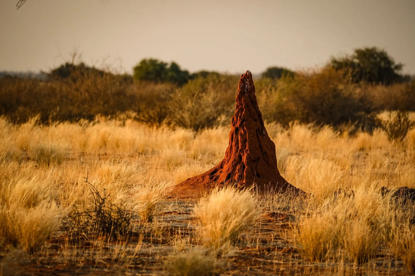 Termites in South Africa: How to Identify, Assess and Treat Them